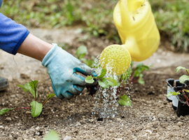 Garden Brick Pathway